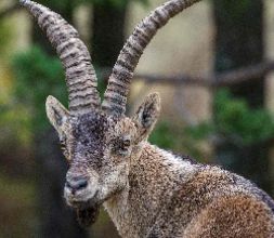 Avistamiento de fauna