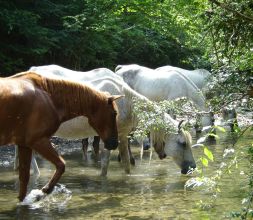 Caballos libres