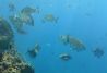 Islas Medas snorkeling