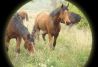 Nuestros caballos