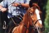 Rutas y paseos a caballo