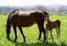 Nuestros caballos