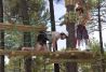 Aventura en los árboles