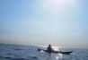 Matutina nordica