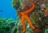 Buceo en Almería