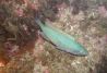 Apúntate a nuestros cursos de buceo