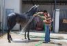 Nuestros caballos