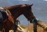 Caballo Andalucian horse