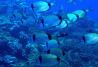 buceo costa brava
