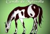 Nuestro logo, un caballo libre, pastando