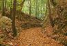 Otoño entre castaños