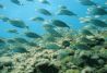 Buceo Costa de Mojacar