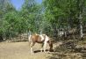 Horses Gredos Club Deportivo