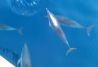 navegando con delfines