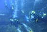 Buceo para todos los niveles.