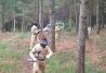 paintball en el bosque