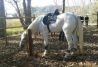 Rutas a caballo