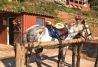 Actividades con caballos