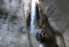 Descenso de barrancos