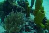 Cursos de buceo