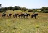 Excursiones a caballo por Menorca