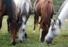 RUTAS y PASEOS A CABALLO BARCELONA