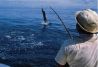 pesca de marlin 