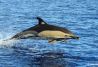 jugando con los delfines