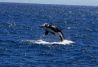 avistando orcas