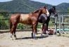 Nuestros caballos