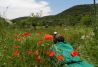 Camuflado entre amapolas