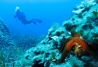 Diveinn Menorca