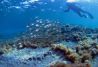 Zeus Dive Center buceo en Arinaga 