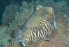 Buceo en Nerja