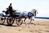 Paseos en carro por la playa