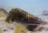 immersion con black frog divers el mejor centro de buceo en Espana