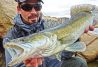 Pesca de Luciopercas