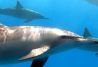 delfines