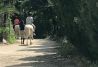 Paseos a caballos