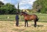 Rutas a caballo en Sigüenza