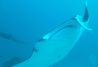 Mantas Oceánicas Maldivas