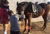 Preparación de un caballo