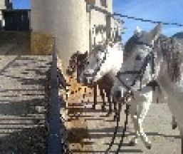 Empresa Rutas a Caballo La Tinença