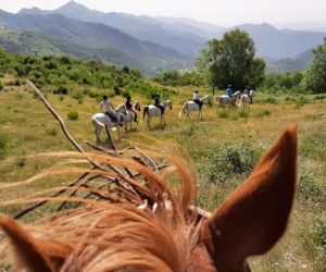 Cavalls Ecolliures Empresa Cavalls Ecolliures